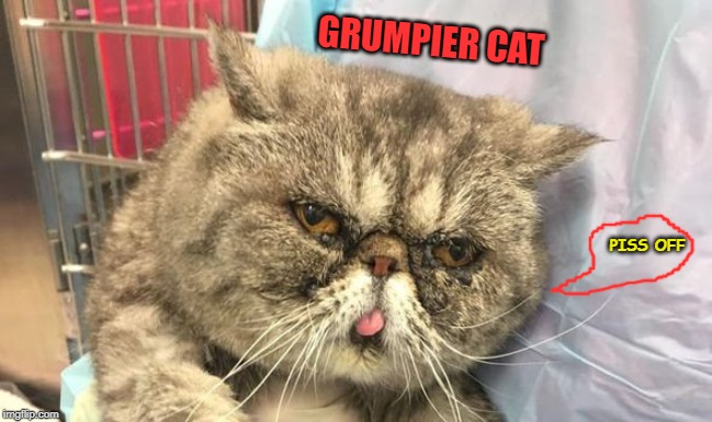 Image tagged in meet grumpier cat Imgflip
