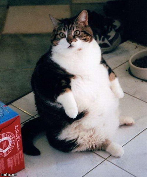 fat cat Imgflip