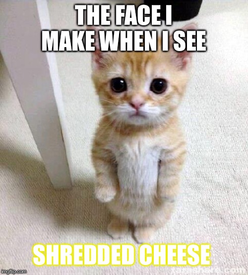 Cute Cat Meme Imgflip