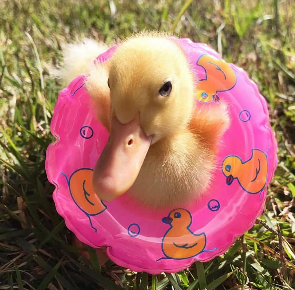 "duck" Meme Templates Imgflip