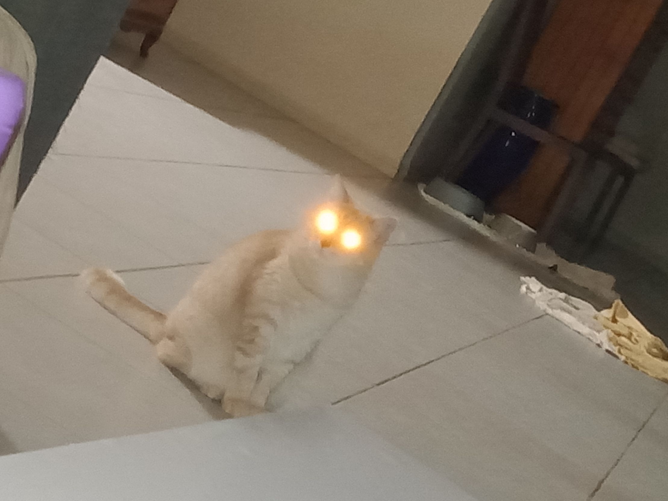 Demon Cat Memes Imgflip