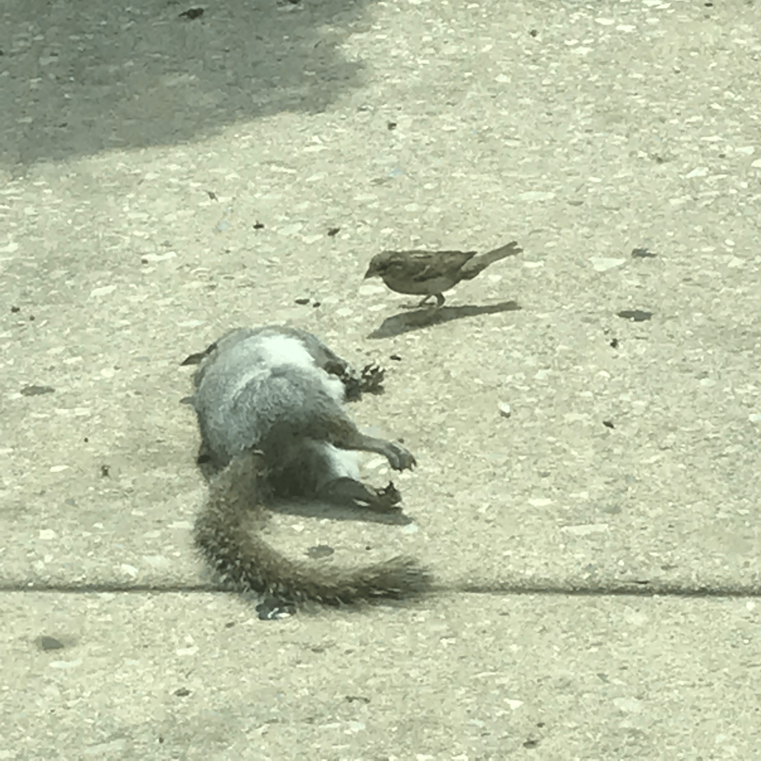 Dead Squirrel In Pool Meme