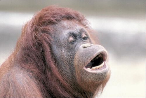 "monkey" Meme Templates Imgflip