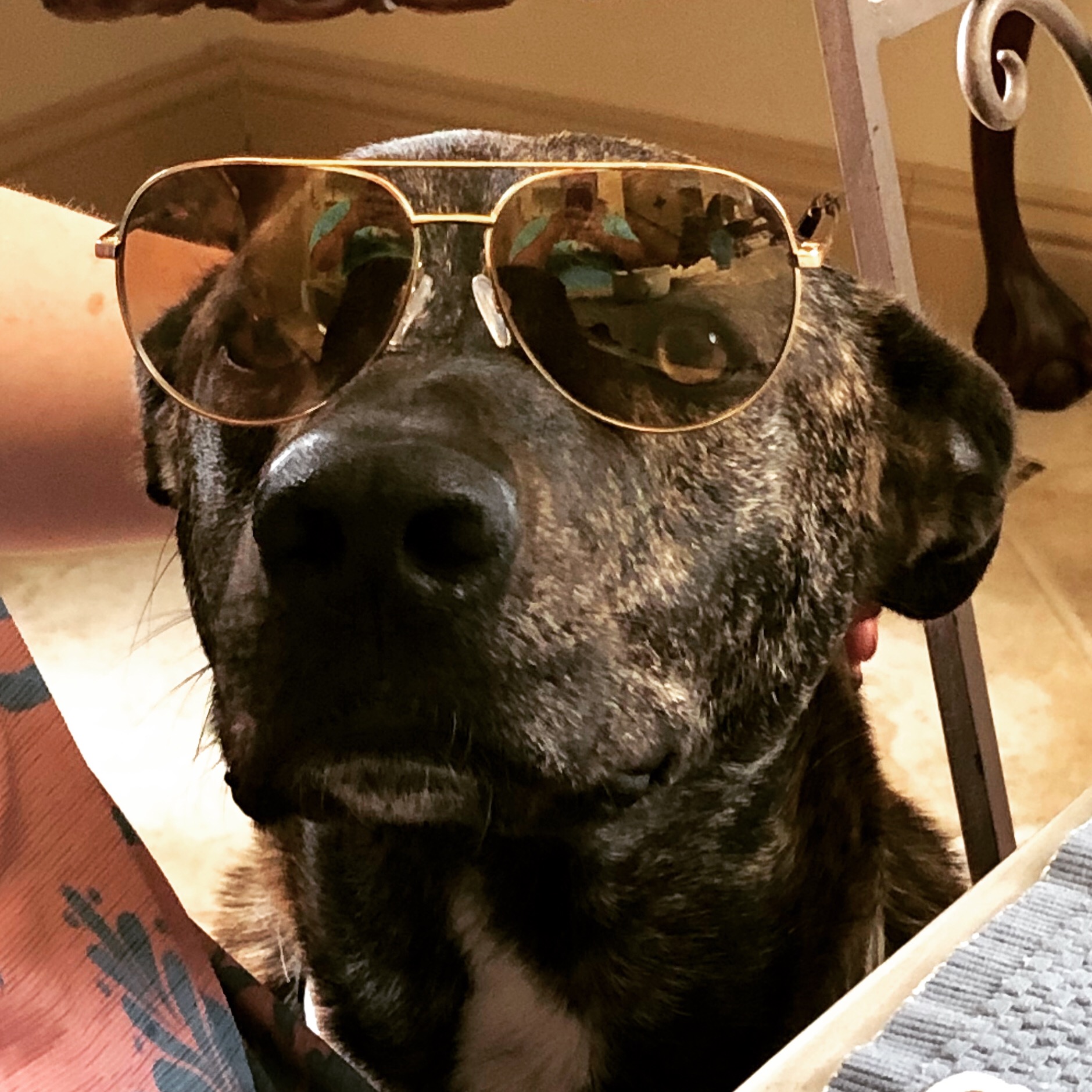 Sunglasses Dog Blank Template Imgflip