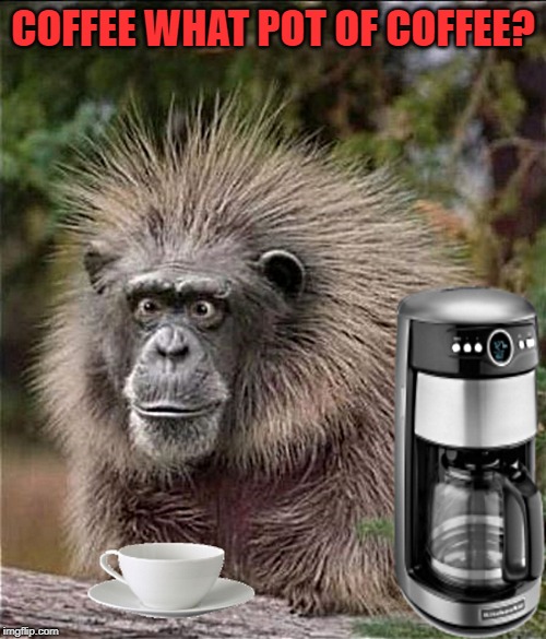 monkey Memes & GIFs Imgflip