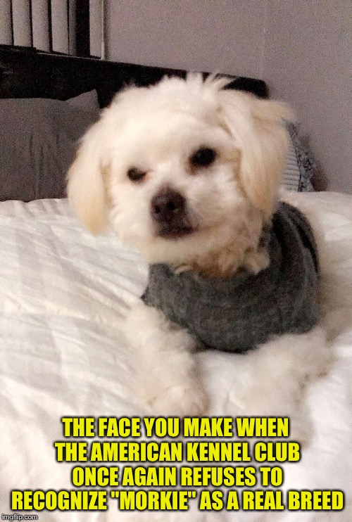 Image tagged in puff the magic morkie Imgflip