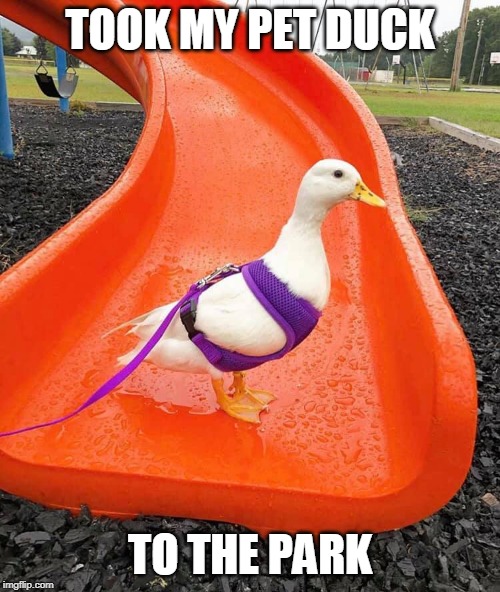 PET DUCK Imgflip