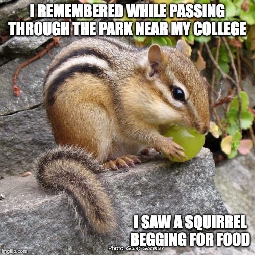 Squirrel Imgflip