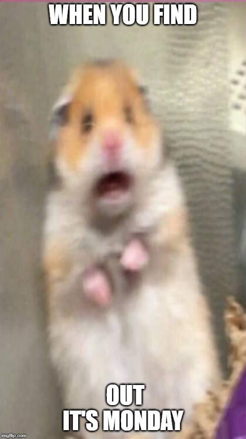 Image tagged in hamster meme Imgflip