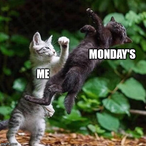 Image tagged in cats,mondays,cat fight Imgflip