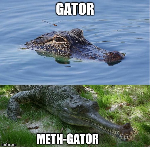 28++ Gator Memes 2019 Factory Memes
