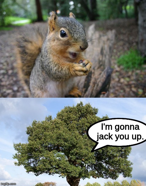 Momma Bear Meme