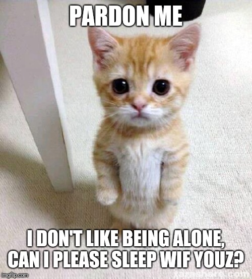 Cute Cat Meme Imgflip