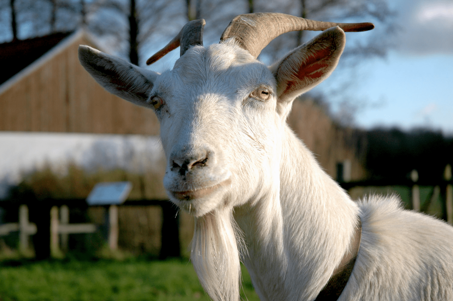 Goat Blank Template Imgflip