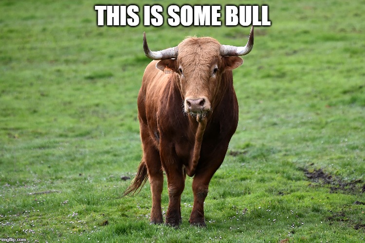 This is some bull Imgflip
