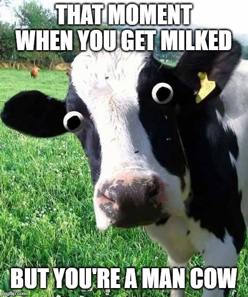 cows Memes & GIFs Imgflip