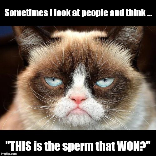 Grumpy Cat Not Amused Meme Imgflip