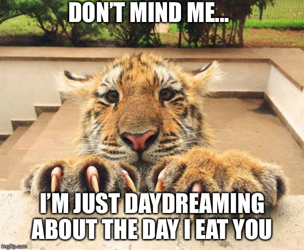 Soft Kitty, Warm Kitty, Little Ball Of Fur....Tiger Week 3, July 27