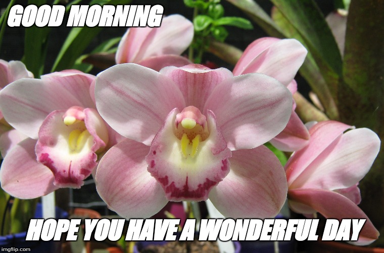 Good morning Imgflip