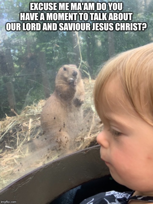 Praying Prairie Dog Imgflip