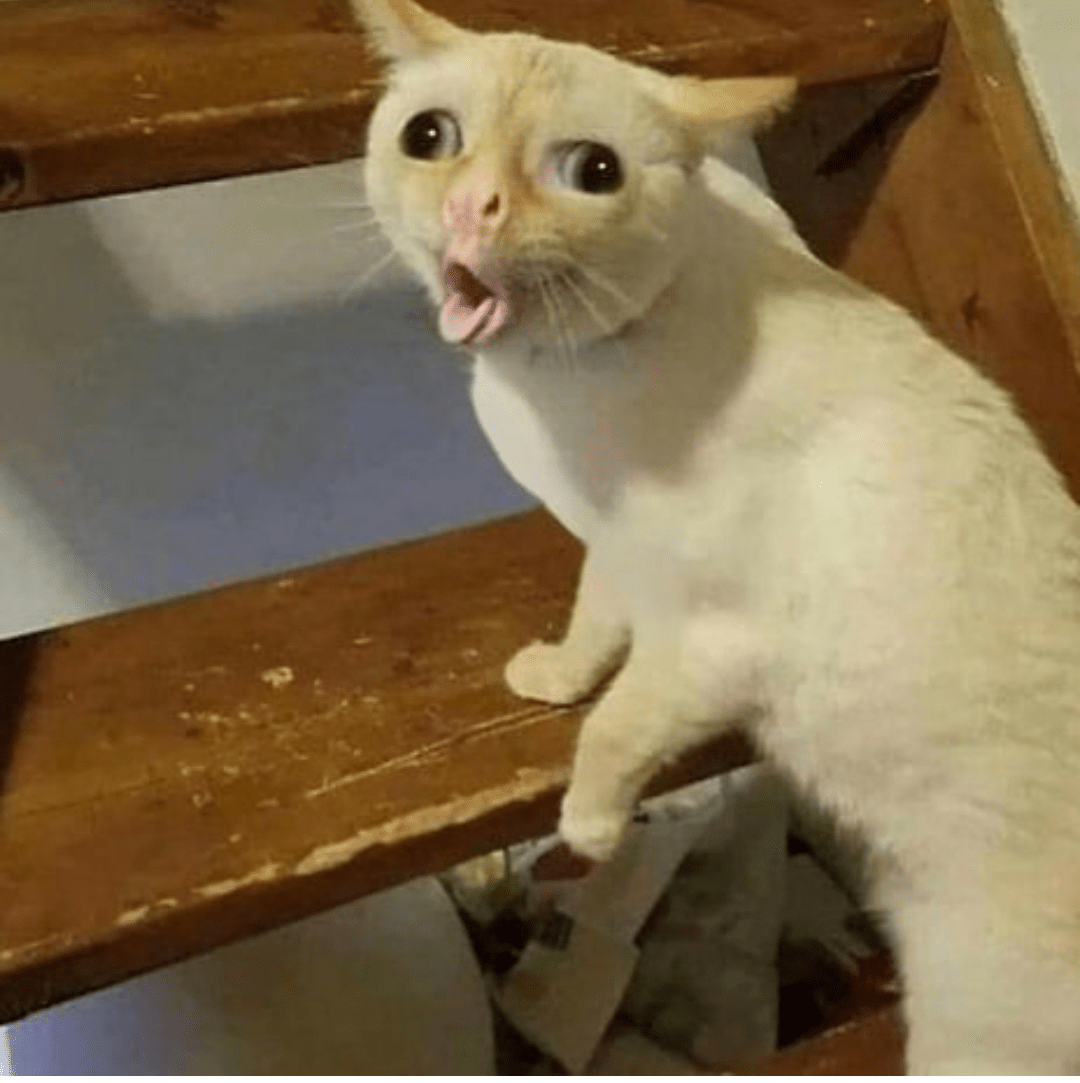 Coughing Cat Memes Imgflip