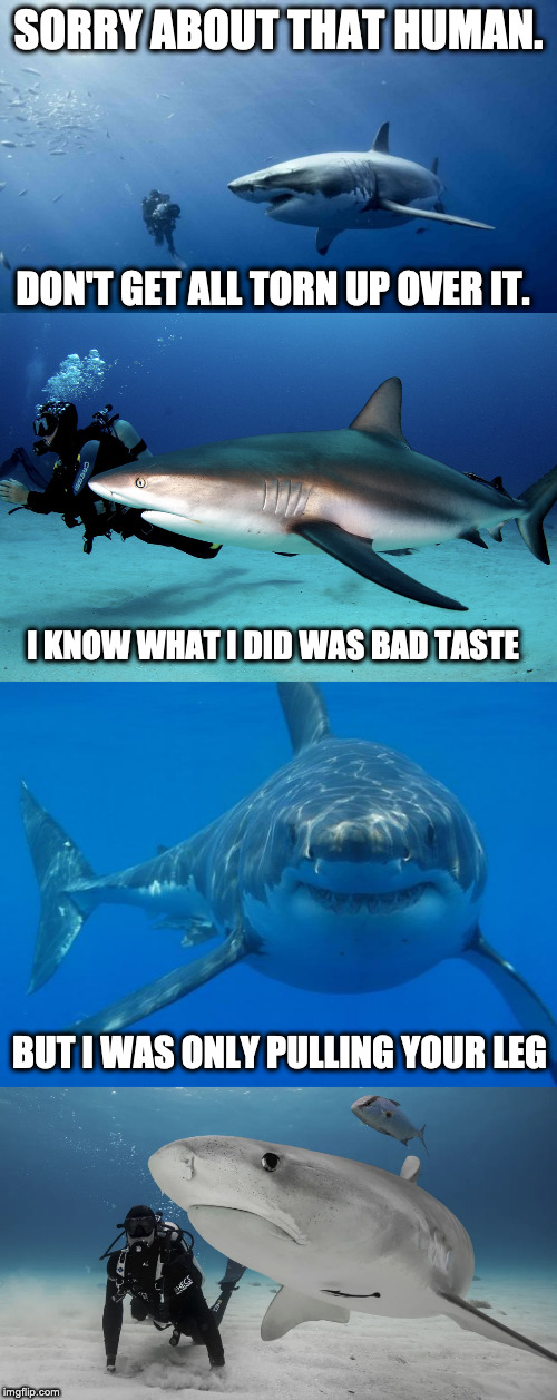 Shark puns, everywhere. Imgflip
