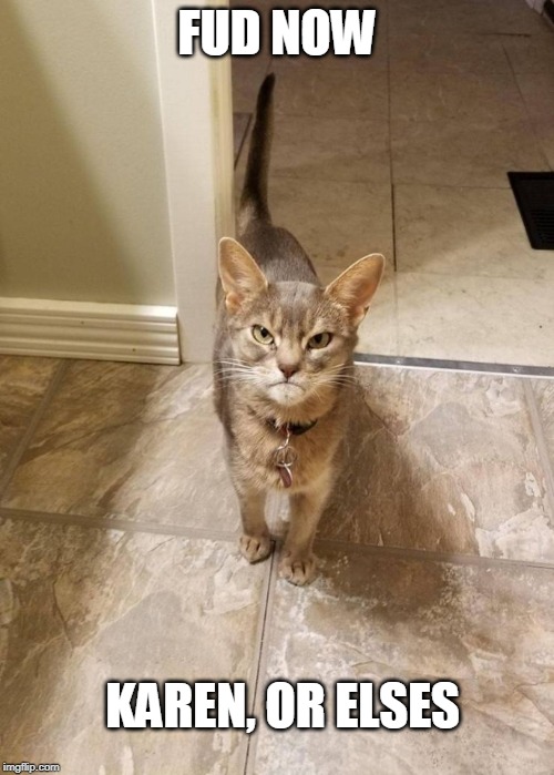 pissed off cat Imgflip