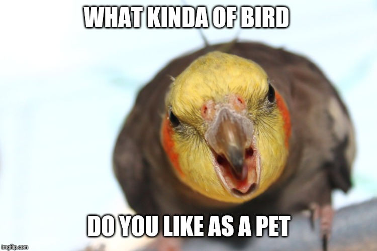 I like cockatiels Imgflip