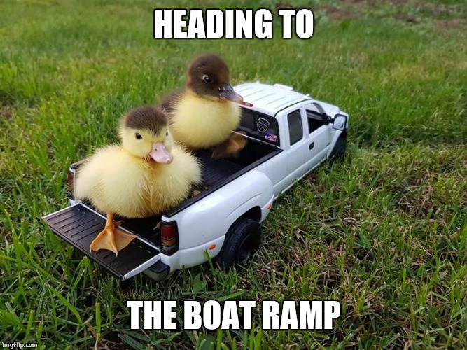 DUCK TRUCK Imgflip