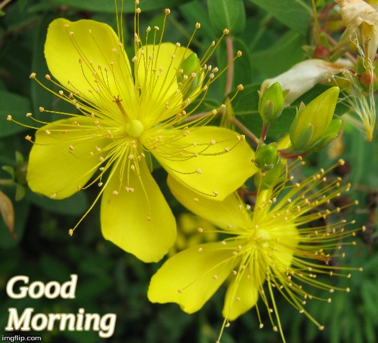 Good Morning Imgflip