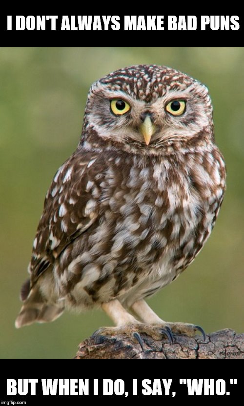 owls Memes & GIFs Imgflip