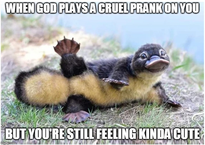 IDK Imgflip