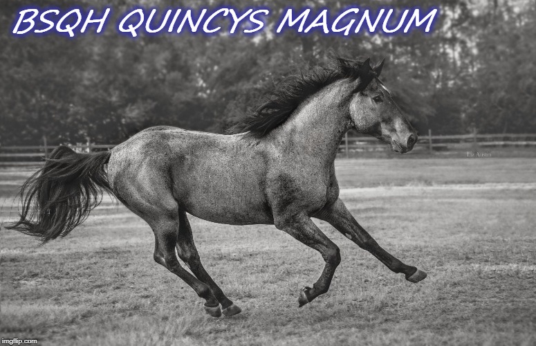 Blue Steel Quarter Horses, LLC Imgflip