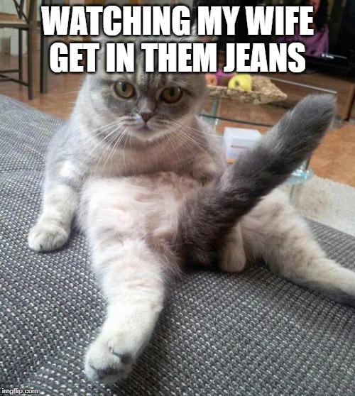 Sexy Cat Meme Imgflip