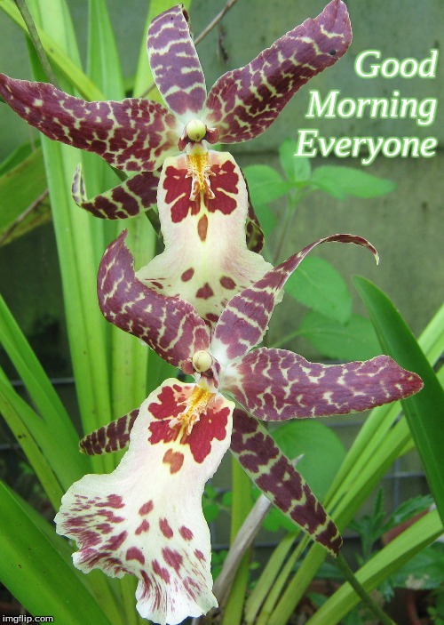 Good morning everyone Imgflip