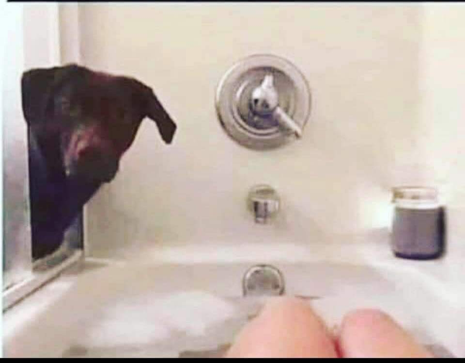 Dog at shower Blank Template Imgflip