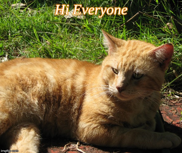 Hi Everyone Imgflip
