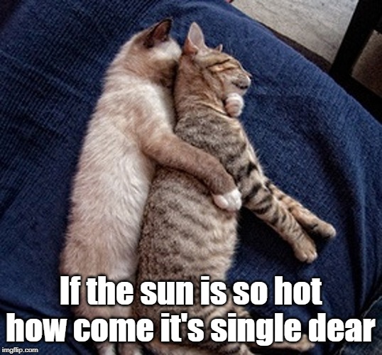 Hot cats Imgflip