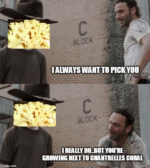 Coral Imgflip
