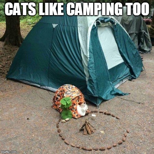 cat camp Imgflip
