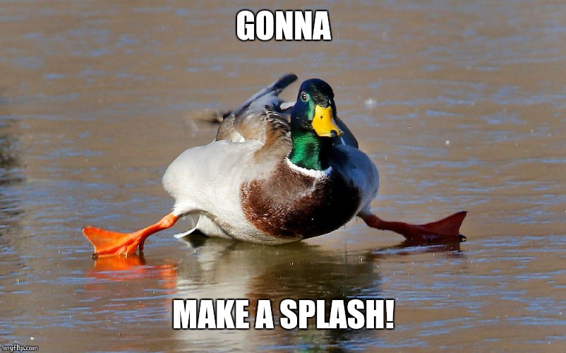 Image tagged in ducks,funny duck Imgflip