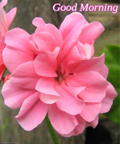 Good Morning Imgflip