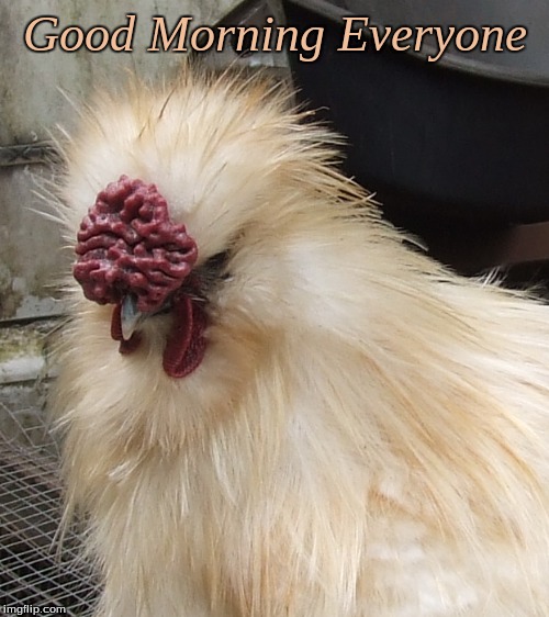 Good Morning Everyone Imgflip