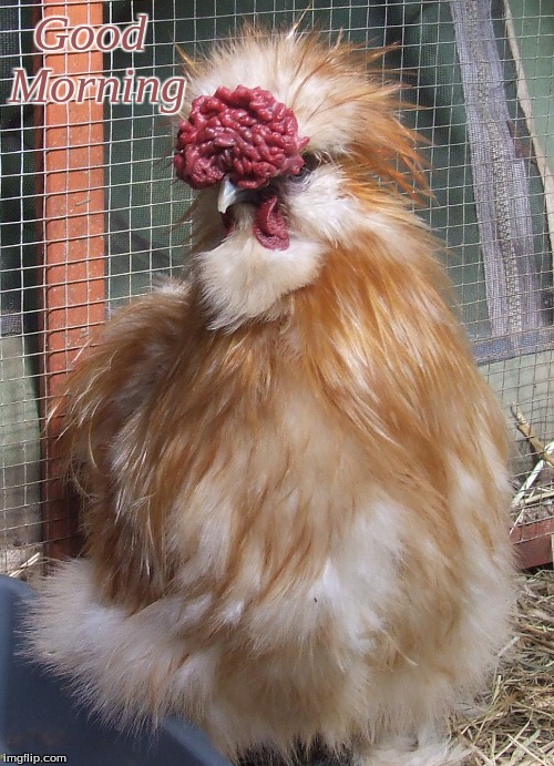 Good Morning Imgflip