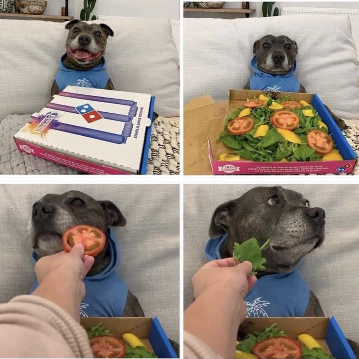 Disappointed pizza dog Blank Template Imgflip