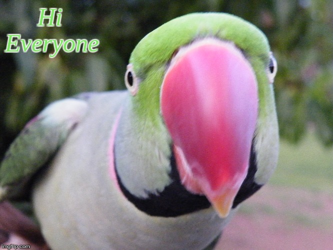 Hi Everyone Imgflip