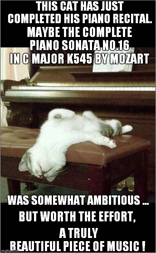 Exhausted Cat After Piano Recital Imgflip