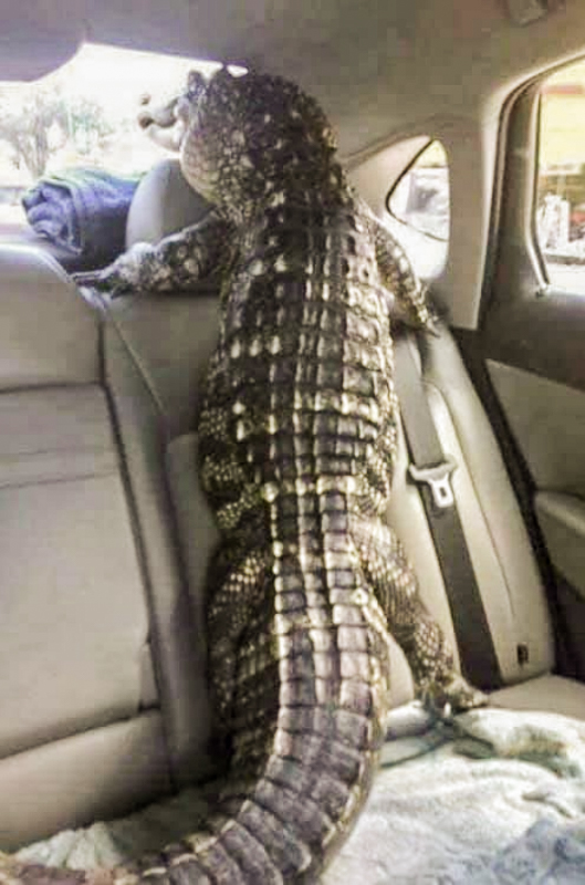 Alligator_Car Blank Template Imgflip
