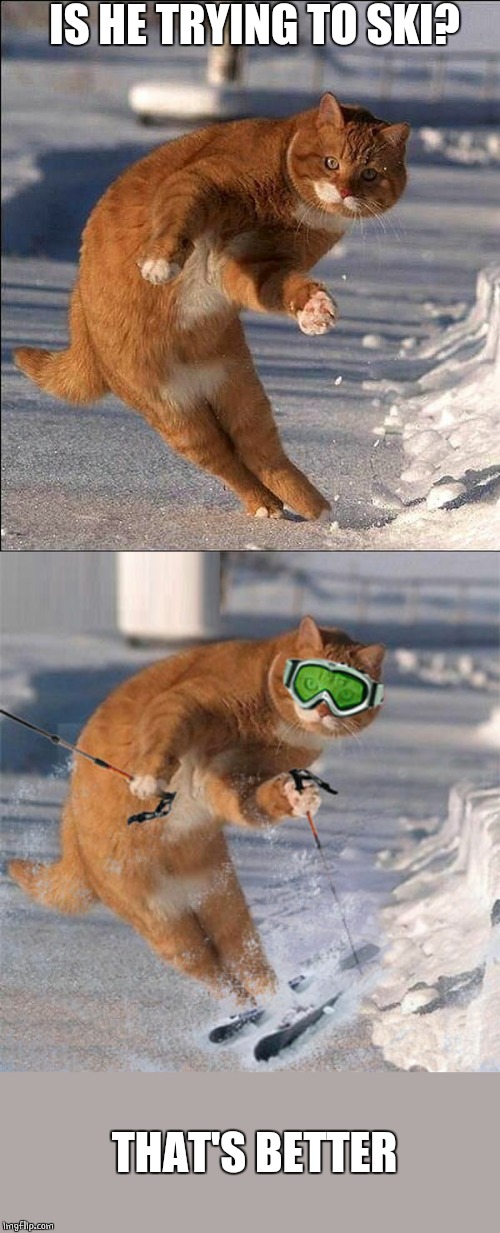 SKI CAT Imgflip