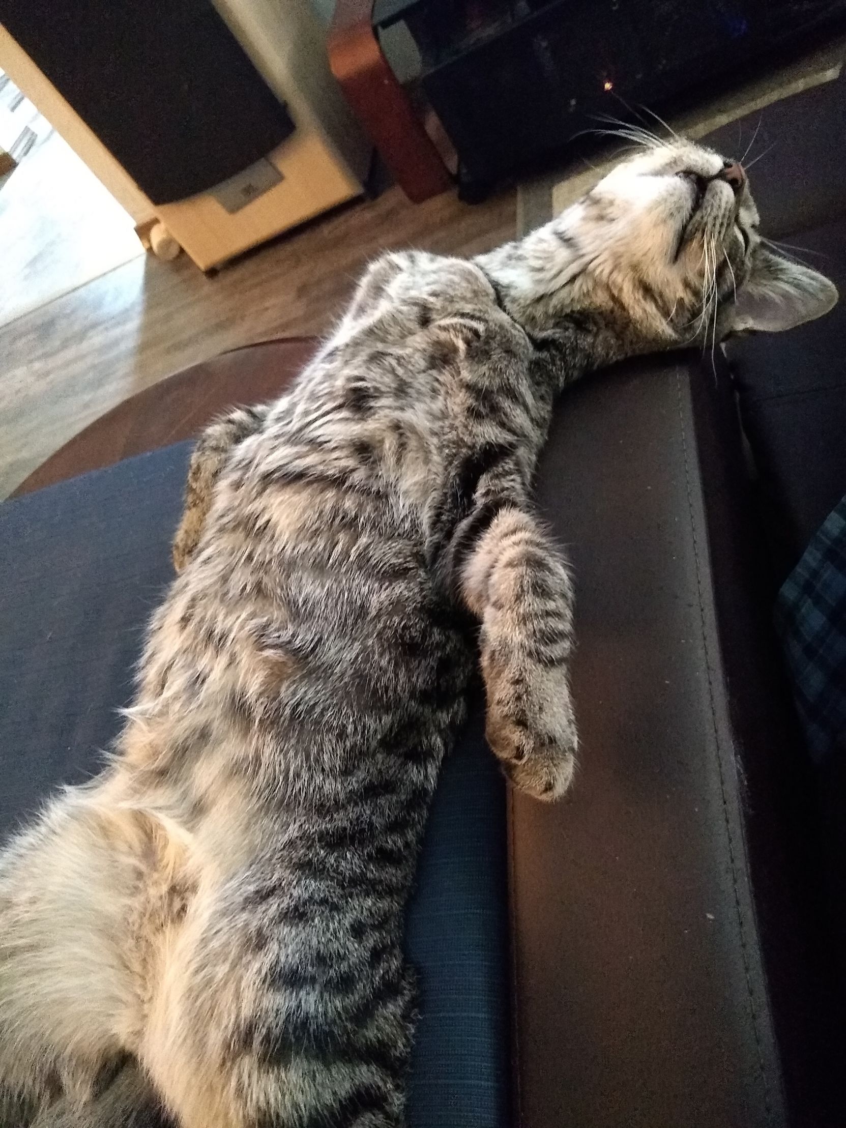 zen cat Blank Template Imgflip